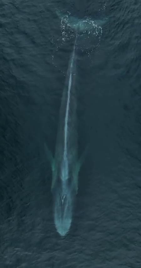 cover for Witness the majestic dance of a massive blue whale and her calf! 🐋💙 #OceanGiants #WhaleWatching #MarineLife