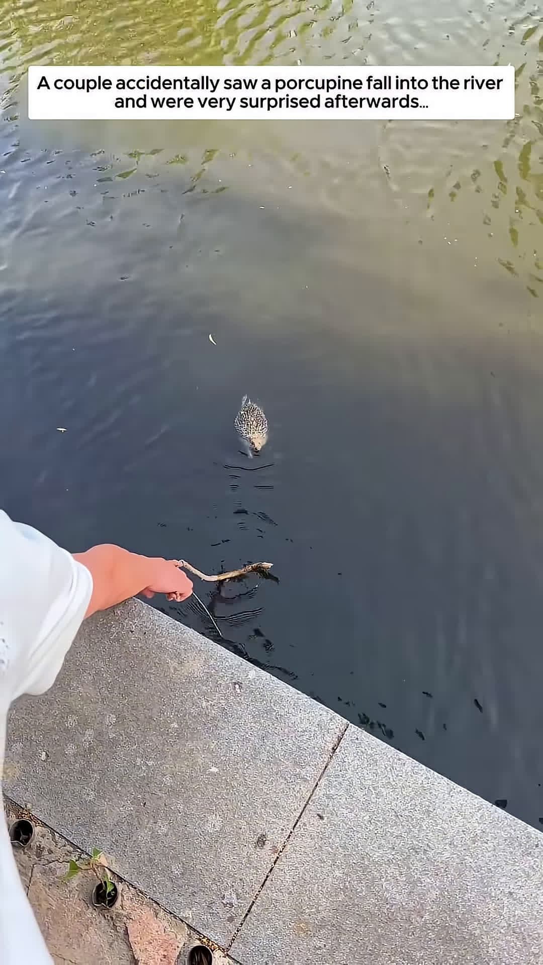 cover for A couple accidentally saw a porcupine fall into the river and were very surprised afterwards