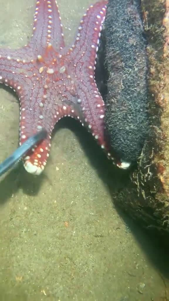 cover for Diving to catch a large starfish, a flash shrimp and a large dragon #diving #crab #catchthesea #seafood #seaside #fish #seangsolofishing