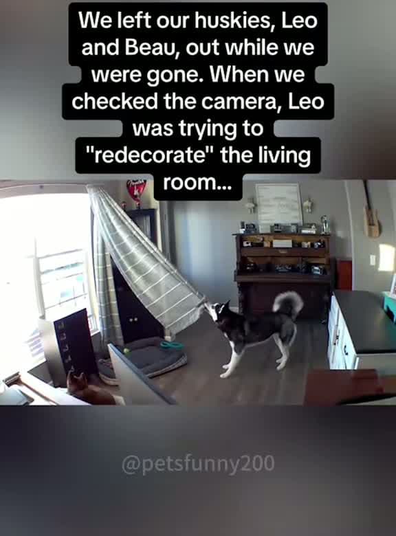 cover for When your dog turns the house upside down! 🐾 #FunnyDog #PetChaos #FYP