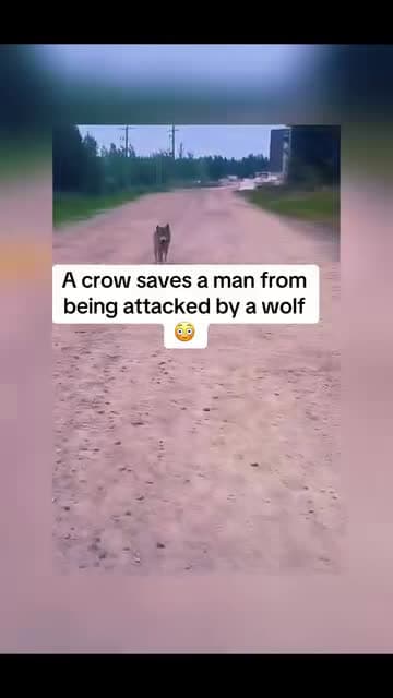 cover for A crow saves a man from being attacked by a wolf#UnpopularOpinion #CaughtOnCamera