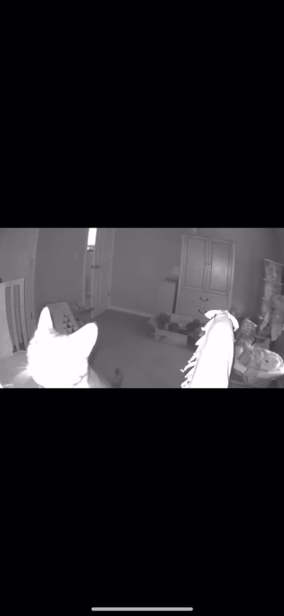 cover for Cat discovers the baby monitor and steals the spotlight 🐱📷 #Cat #Funny #BabyMonitor #PetVideo
