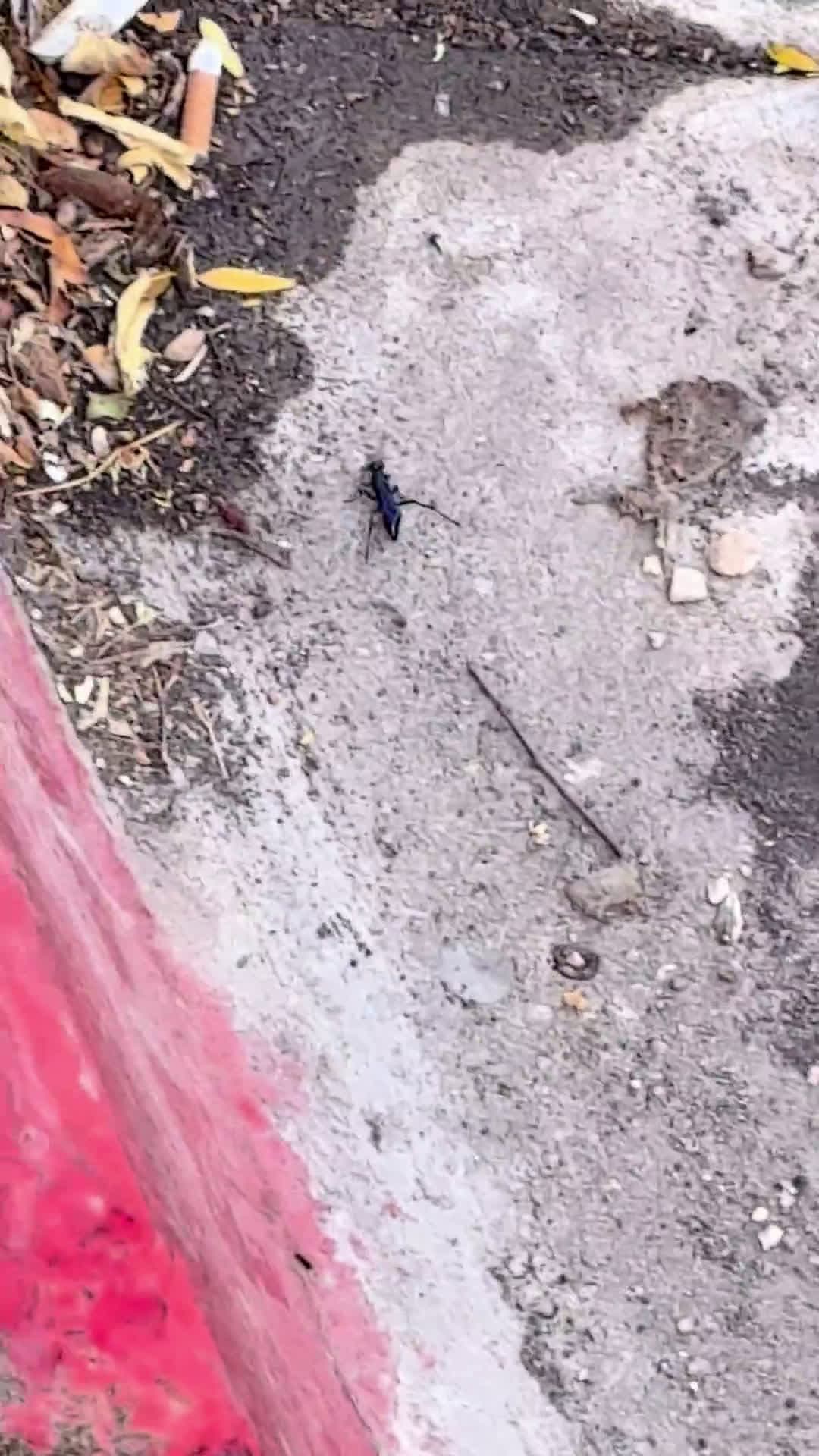 cover for Stunning blue mud wasp spotted in Utah! 🐝 #InsectWatch #UtahWildlife #NatureFinds