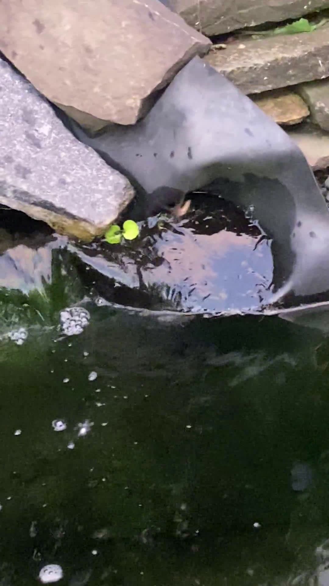 cover for Watch a spider weave a perfect web over a serene pond in Westchester County, NY 🕷️🕸️ #Nature #Westchester #Wildlife #SpiderWeb #PondLife