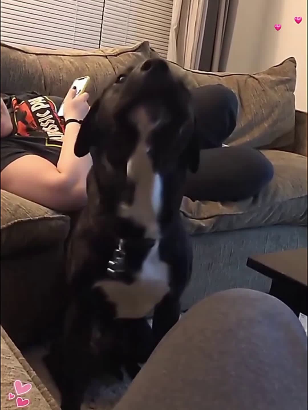 cover for #CaughtOnCamera #funny #funnyvideos #trending #viral #viralvideo #dog #animals 🐶😅🐕