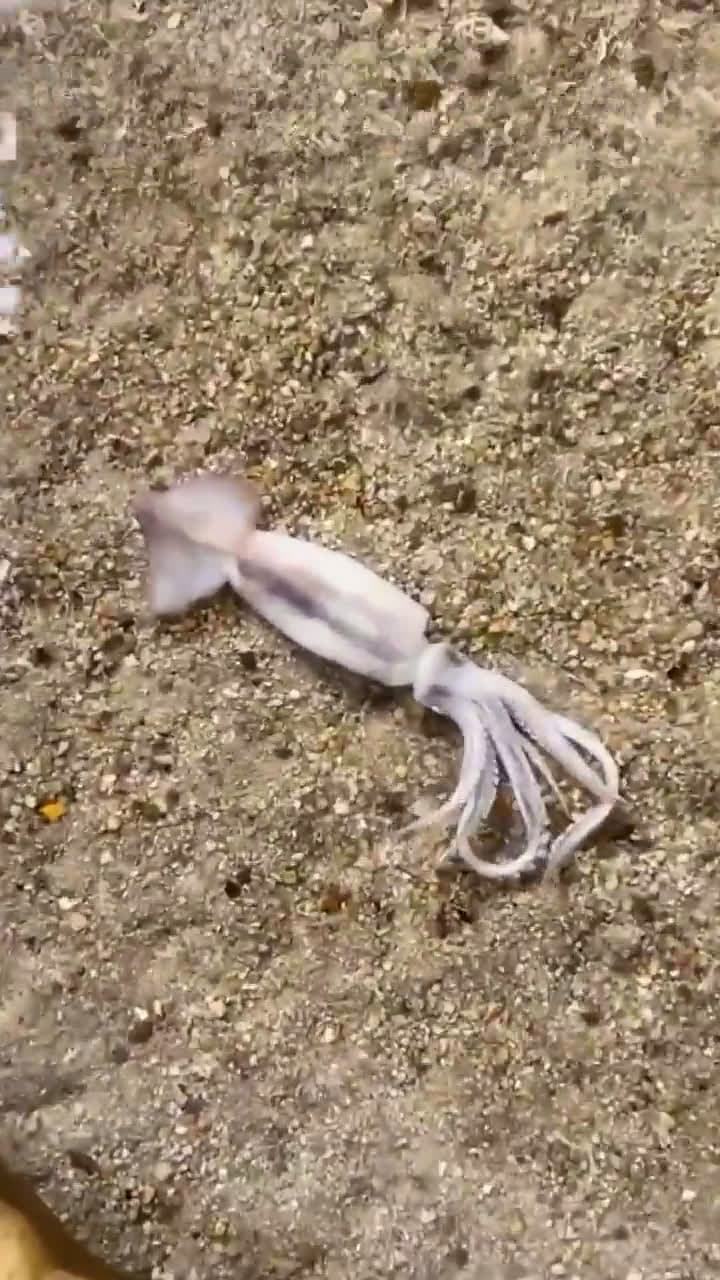 cover for Watch snails emerge from the sand to feast on a dead squid! 🦑 #NatureIsWild #SeaLife #AnimalKingdom