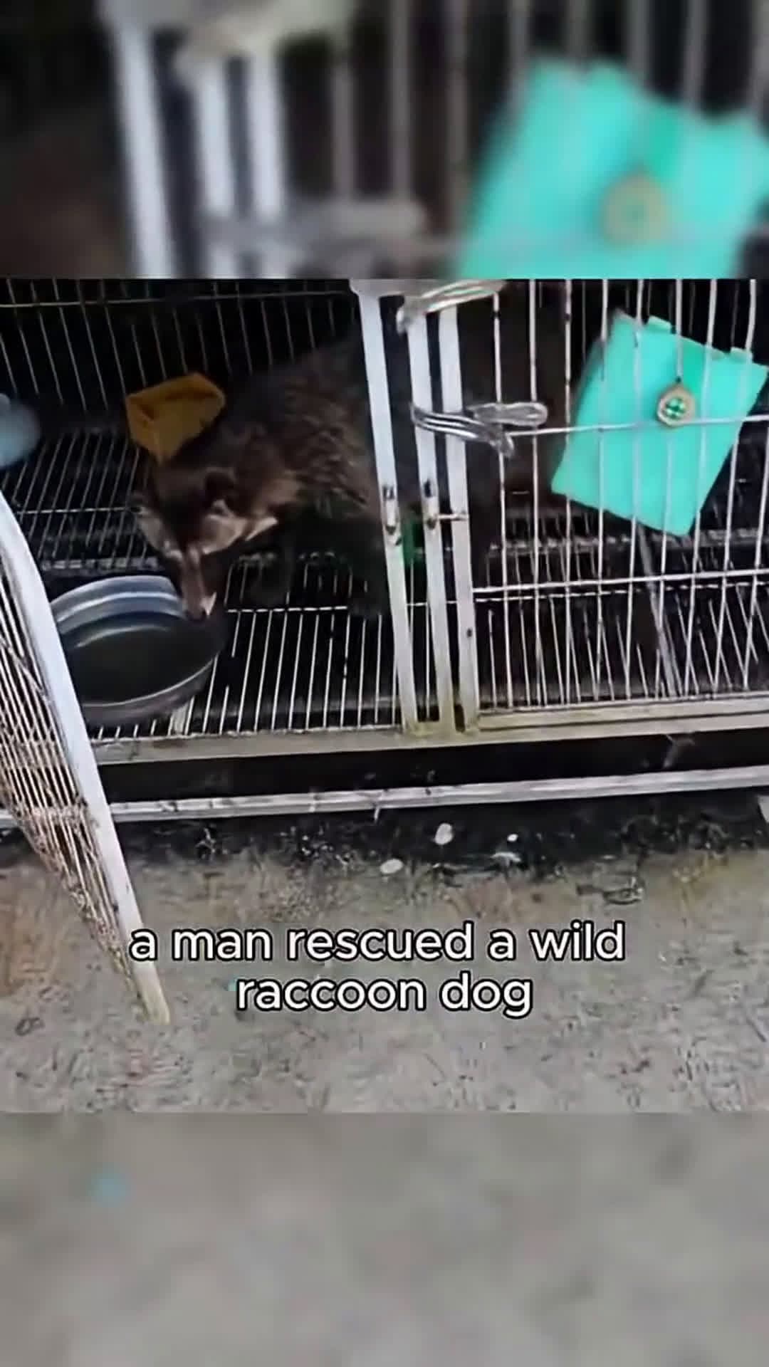 cover for Finding a new mom for a baby raccoon abandoned by its mother.#scoopzanimalvideo 