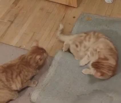 cover for Frank on the left and his deaf brother Steve on the right Frank is from the Streets and Steve is adopted
