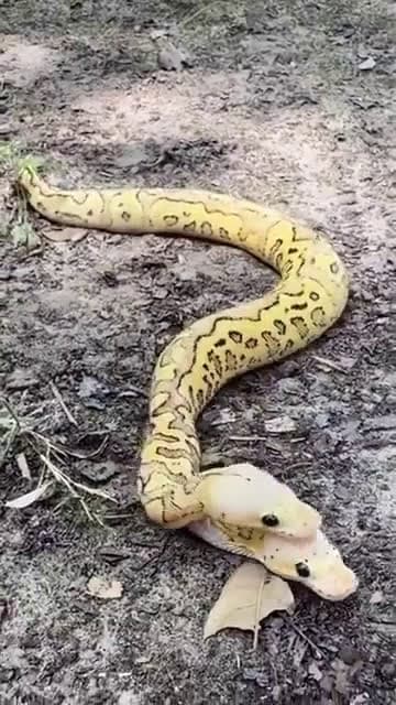 cover for This two-headed ball python will blow your mind! 🐍 #RareAnimals #Snake #Wildlife #BallPython