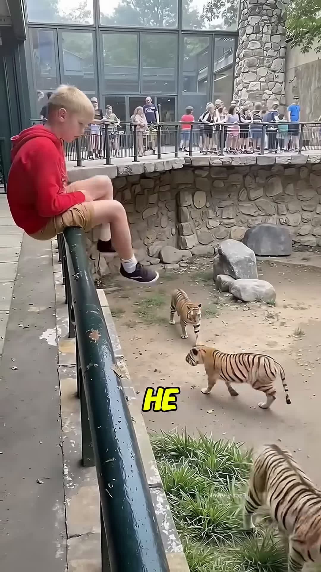 cover for Even the Crowd Couldnt Believe What This Lion Did