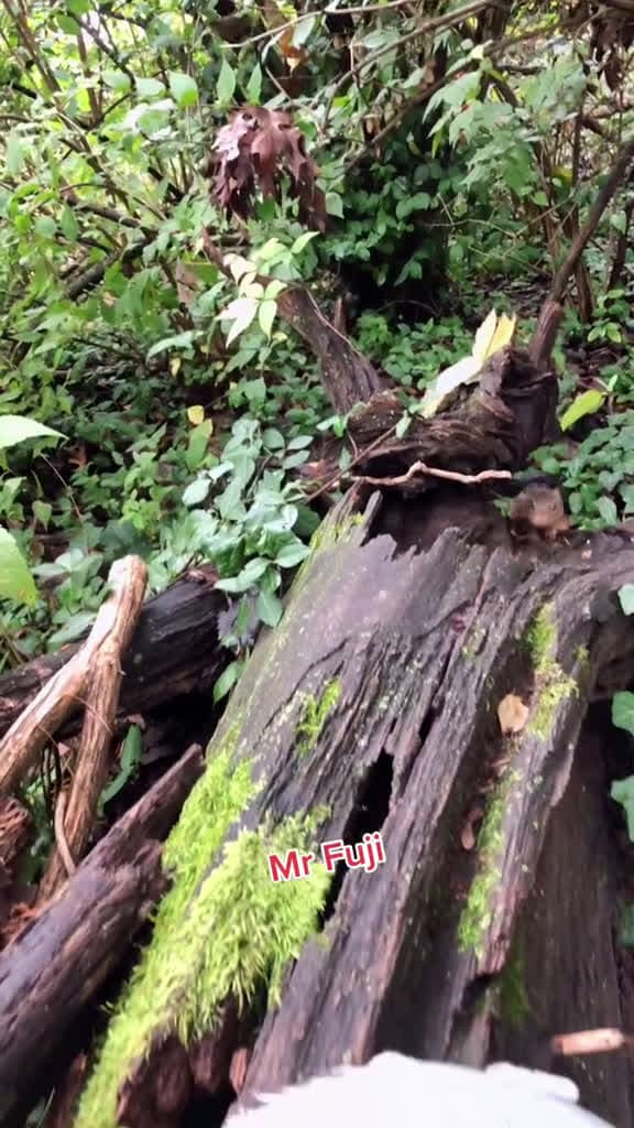 cover for Good try Mr Fuji fyp nature wholesome vibe mrfuji chipmunk 58639 #shortvideosscoopz