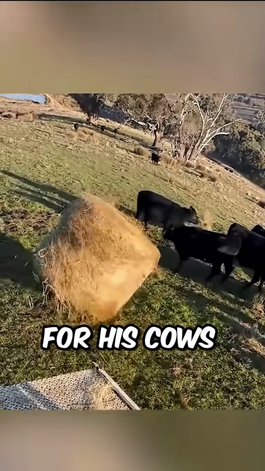 cover for Runaway hay bale sparks cow chase shorts shortsvideo