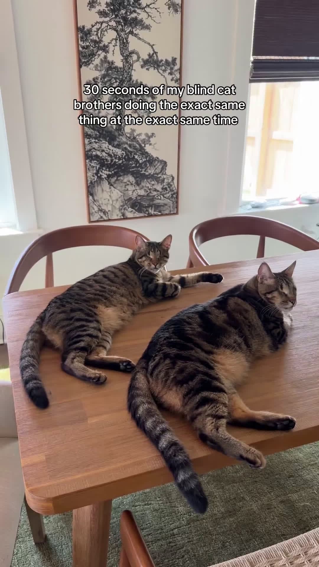 cover for Watch these blind brothers react in perfect sync! 💙🐾 #BlindCats #CatBrothers #Heartwarming #FelineLove