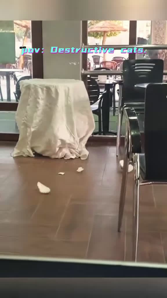 cover for Watch the wildest cat chaos unfold! 🐾😹 #cats #funnycat #destruction