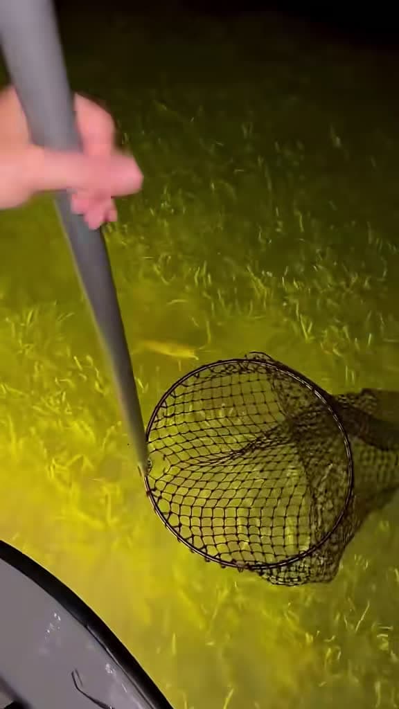cover for Watch this lobster get bullied off its turf in the Florida Keys! 🦞 #Fishing #OceanLife #Nature