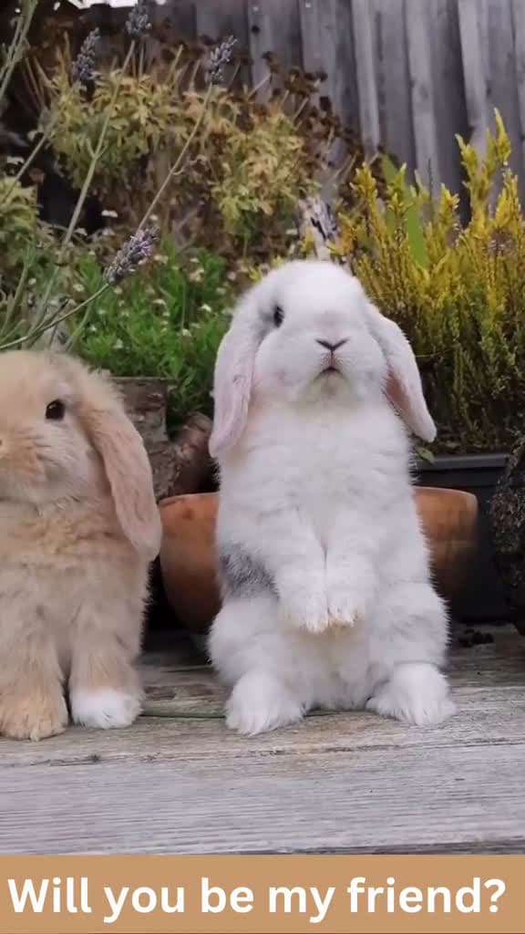 cover for Sweet bunny friends. Will you be our friend bunnies bunny bunniesoftiktok animall 52203 #followMe