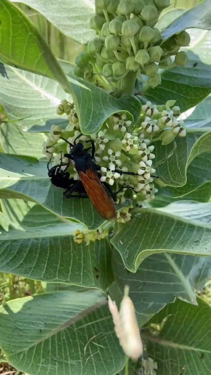 cover for Midday nectar frenzy: Tarantula hawks feast on milkweed sweetness 🌞 #Nature #Insects #Wasp #Milkweed #DaytimeNature
