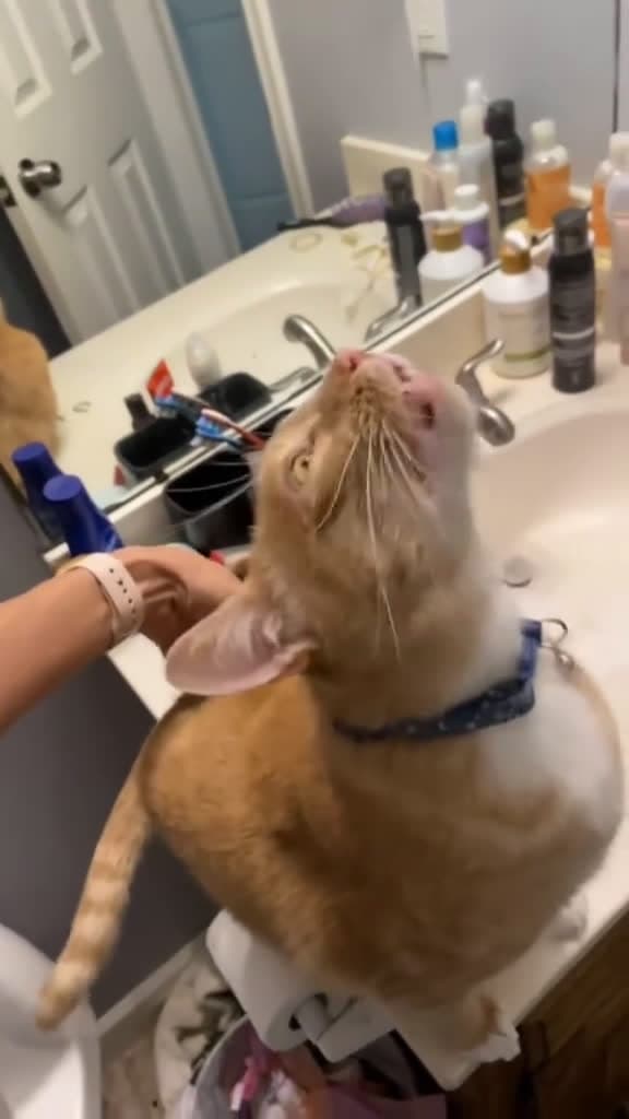 cover for A cat that learns to bark as a dog cat funnyvideo animal 89518 #followMe