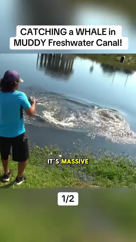cover for Reeling in a GIANT catch from a muddy freshwater canal! 🐟 #FishingAdventure #BigCatch #FreshwaterFishing