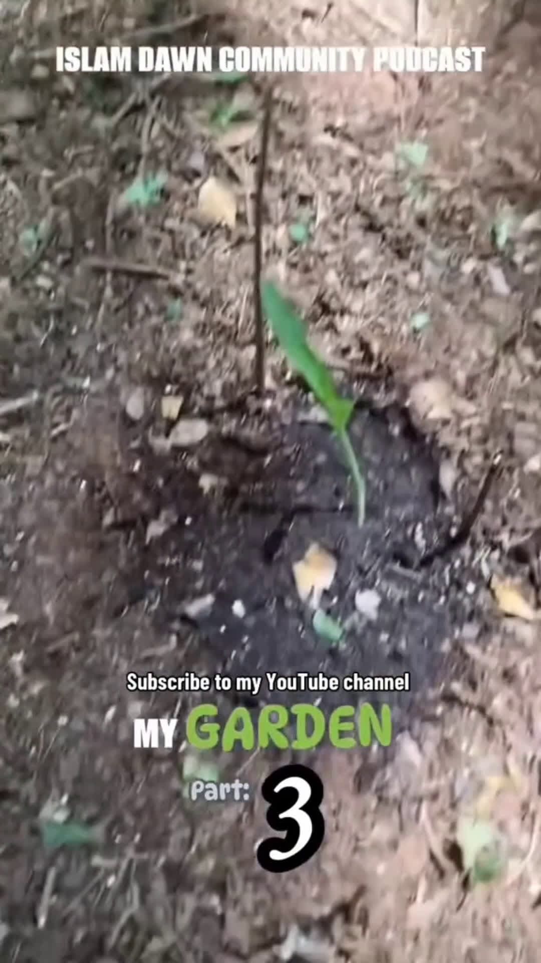 cover for #Gardening Planting Corn, Squash, Strawberries, Cucumbers, Melons, Peas, and other fruits and vegetables Subscribe to my Youtibe Channel @Islamdawncommunityppdcast  #garden #plants #fyp #viral #podcast #subscribe  #shorts #nature 