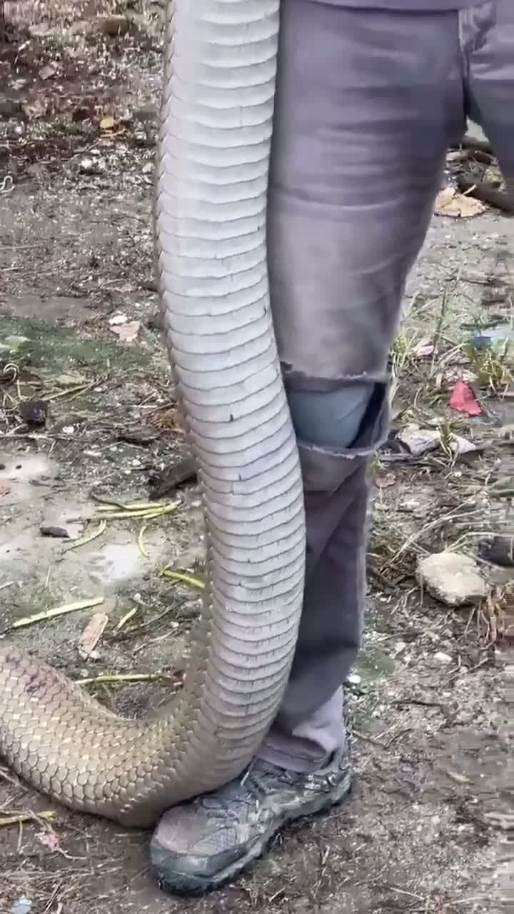cover for Ever seen a king cobra like THIS? 🐍 #KingCobra #Wildlife #Nature
