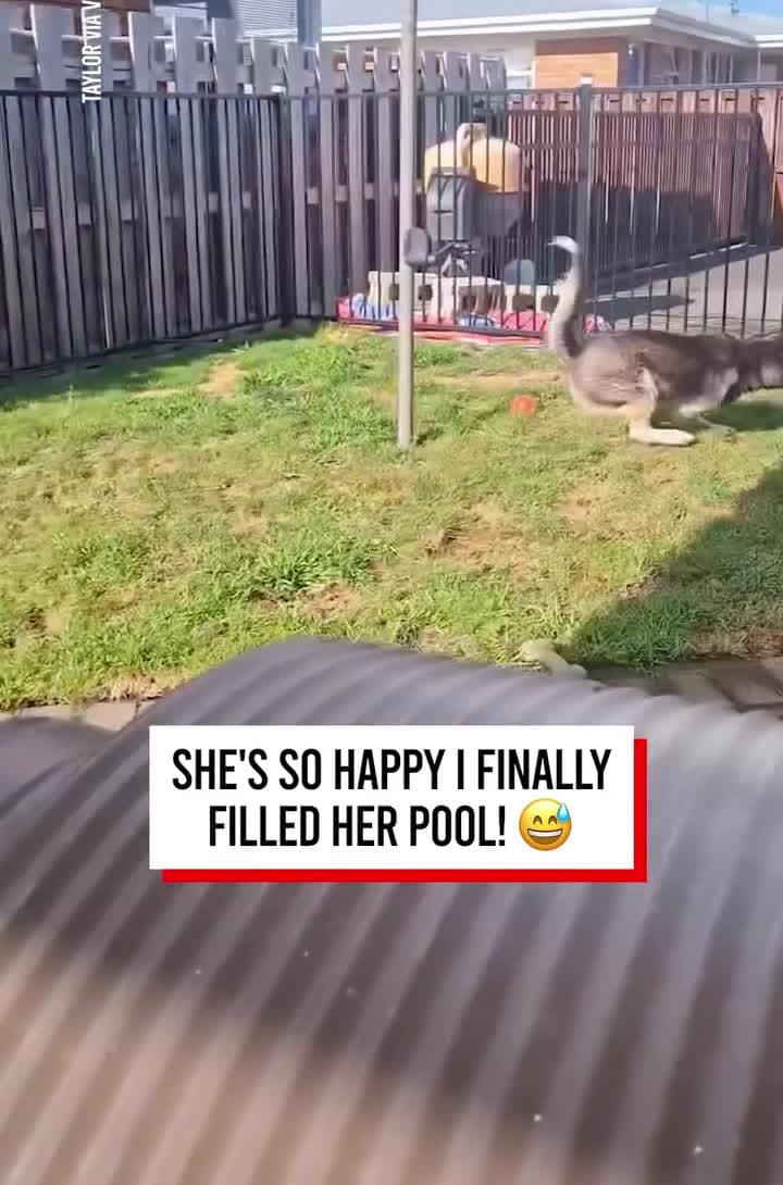 cover for This is a whole new level of happiness! #FunniestVideoOnMyPhone#OddlySatisfying