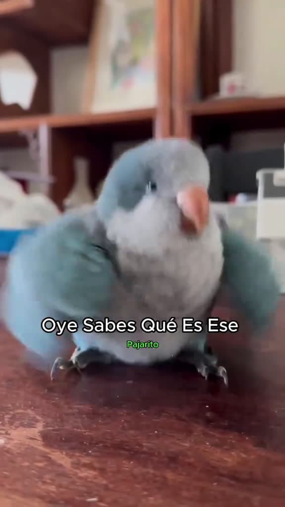 cover for parrot animals lovely funnyvideos cute PetsOfTikTok 33342 #american