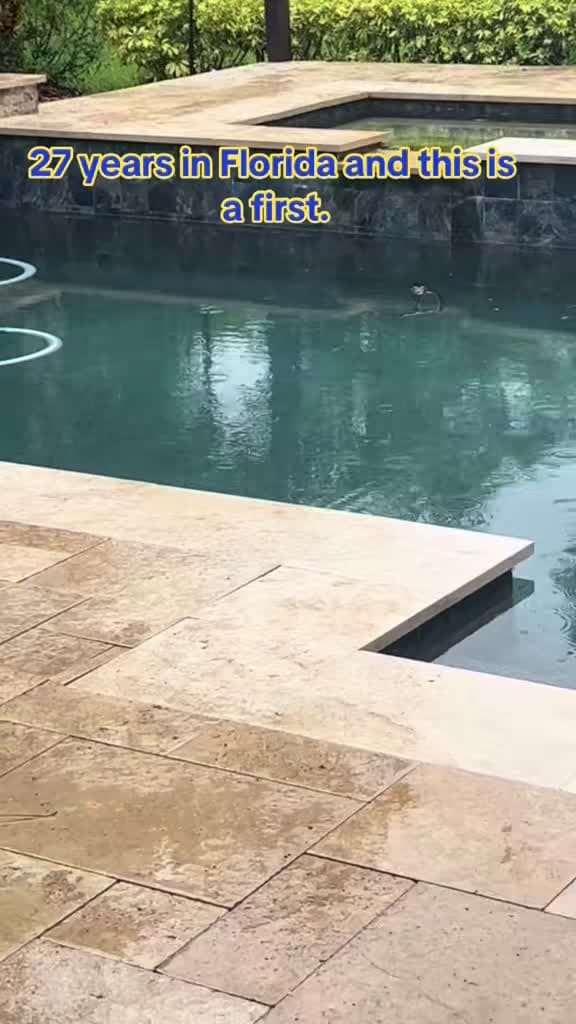 cover for Found an alligator chilling in our pool! I freaked out but my husband thinks it’s cute 🐊😂 #FloridaProblems #AlligatorInPool
