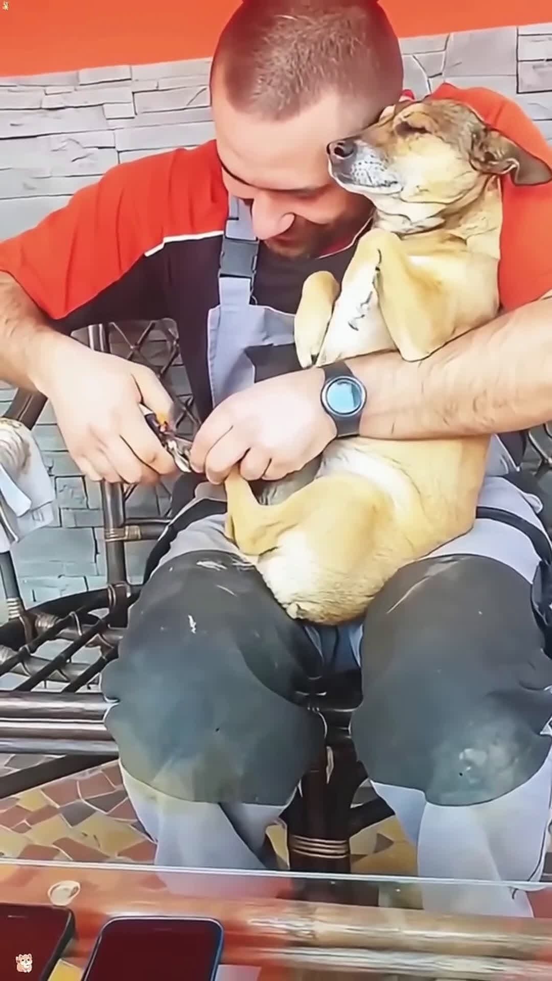 cover for My dog doesn’t like to have his nails trimmed #scoopzanimalvideo 