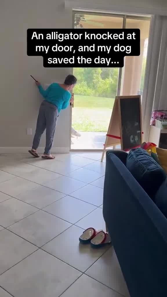 cover for An alligator knocked at my door, and my dog, saved the day!