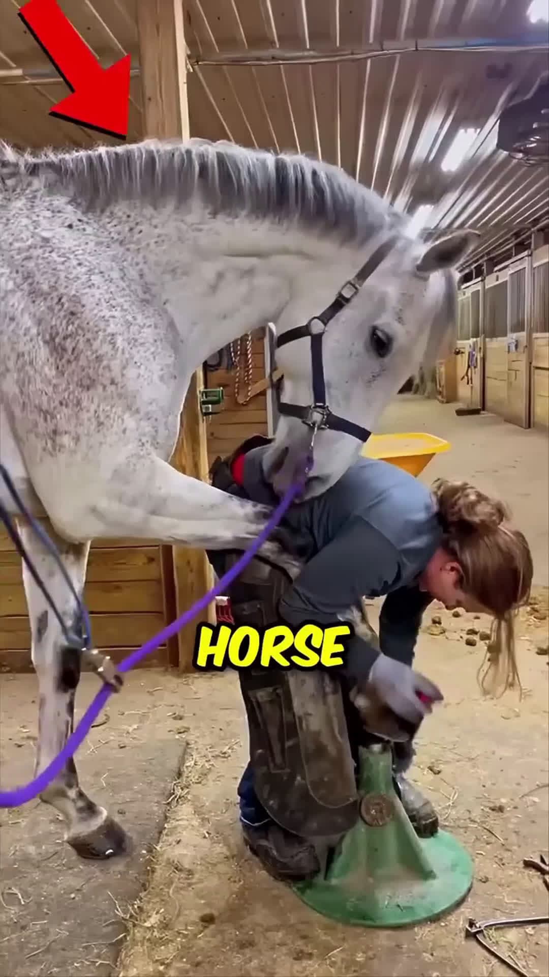 cover for Poor Horse Asks For Help 😢 #viral 