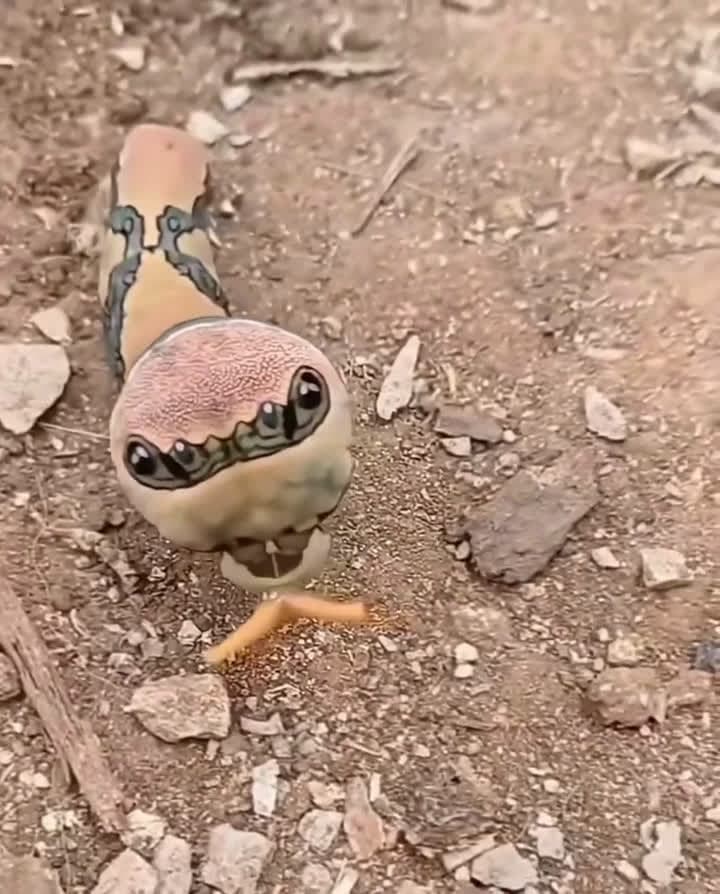 cover for Swallowtail caterpillar defends itself by making noise with its body! 🐛🔥 #NatureFacts #Caterpillar #Wildlife