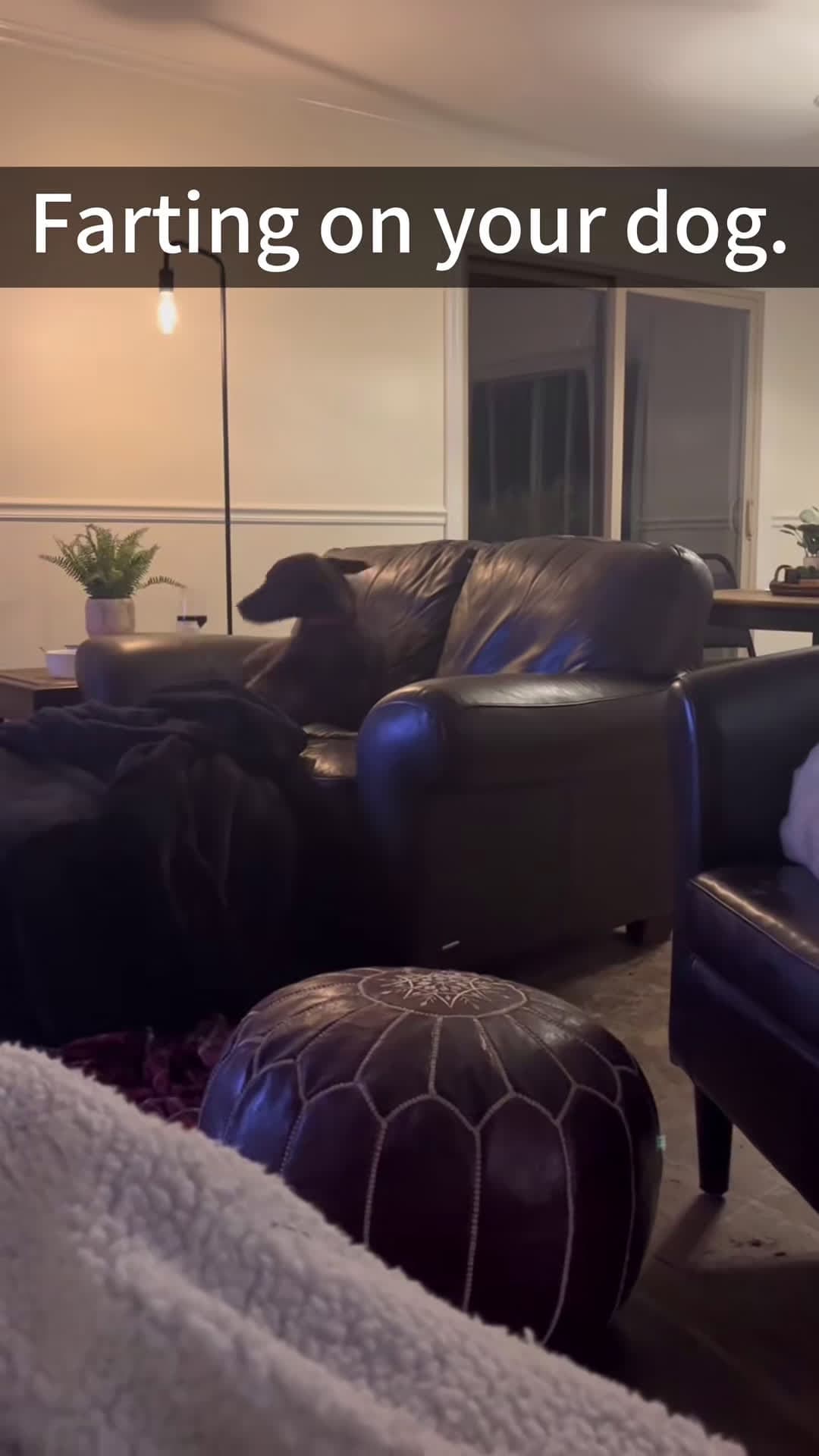 cover for Fart on a dog #foryou #funny #dog #fyp #funnyvideo #interesting