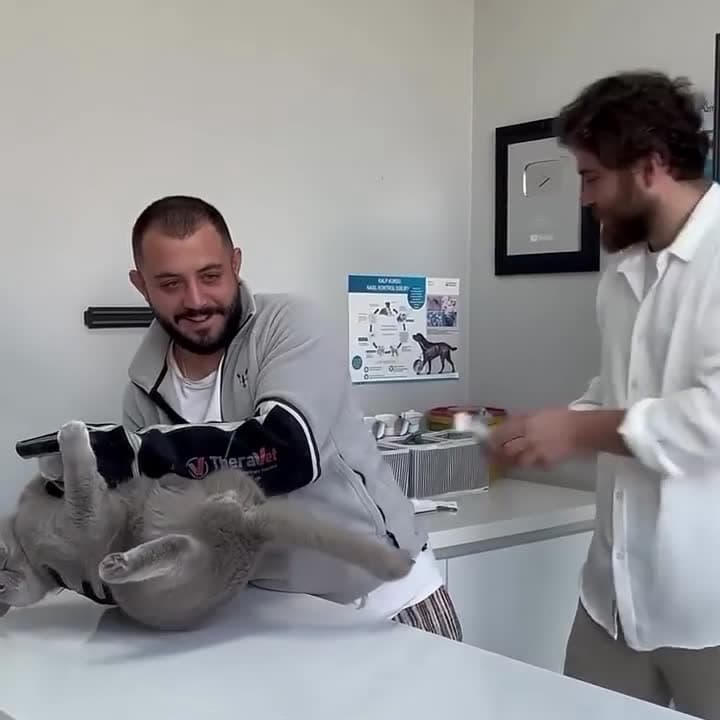 cover for Watch vets gently collecting samples from a curious cat 🐱🩺 #VetCare #Cats #AnimalHealth