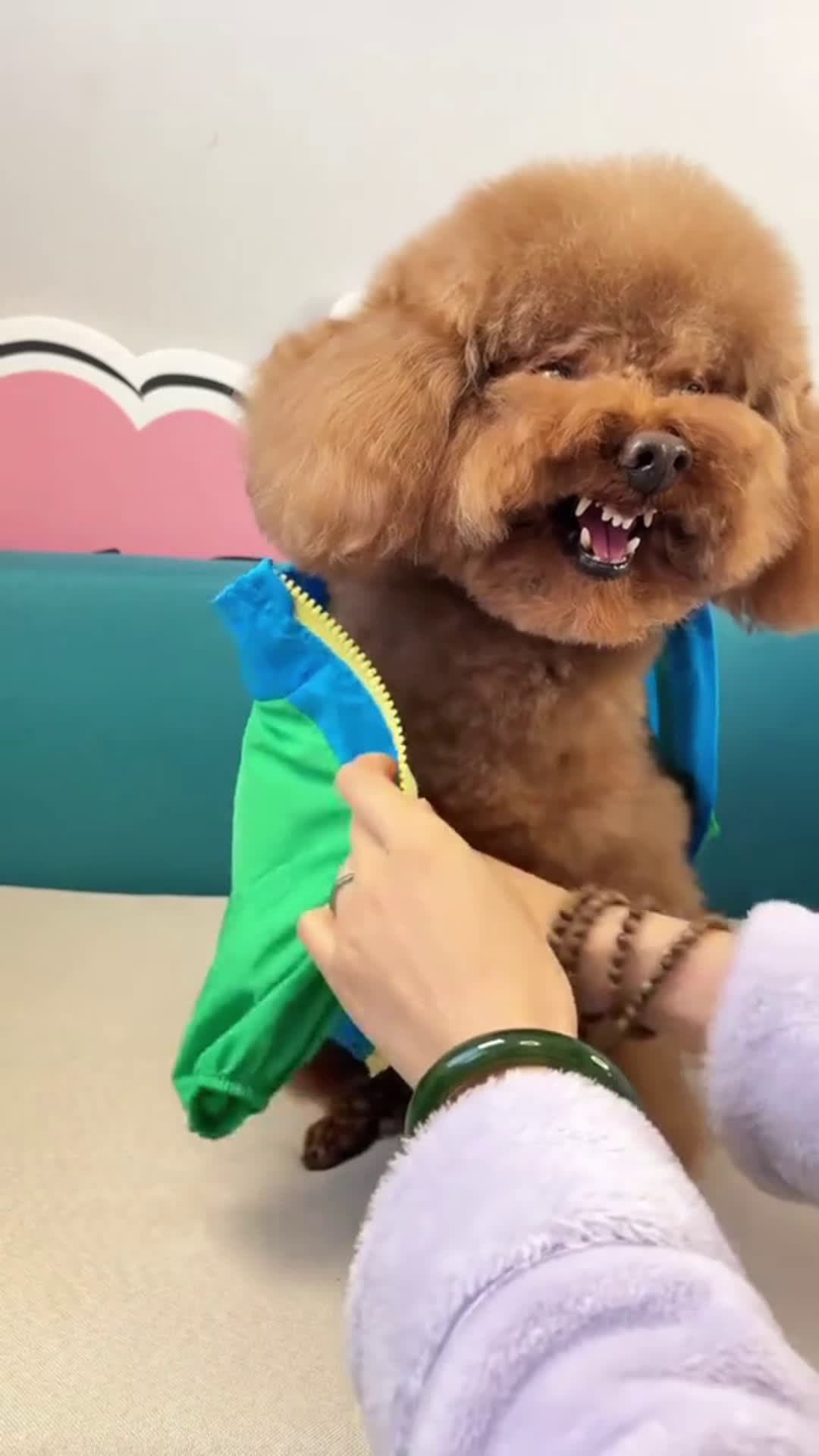 cover for #she does not want to put it on🙂 #pets #animals