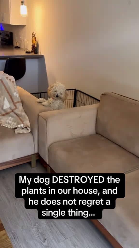 cover for Funny Dog foryou cute dog funny fyp funnyvideo 44074 #trending