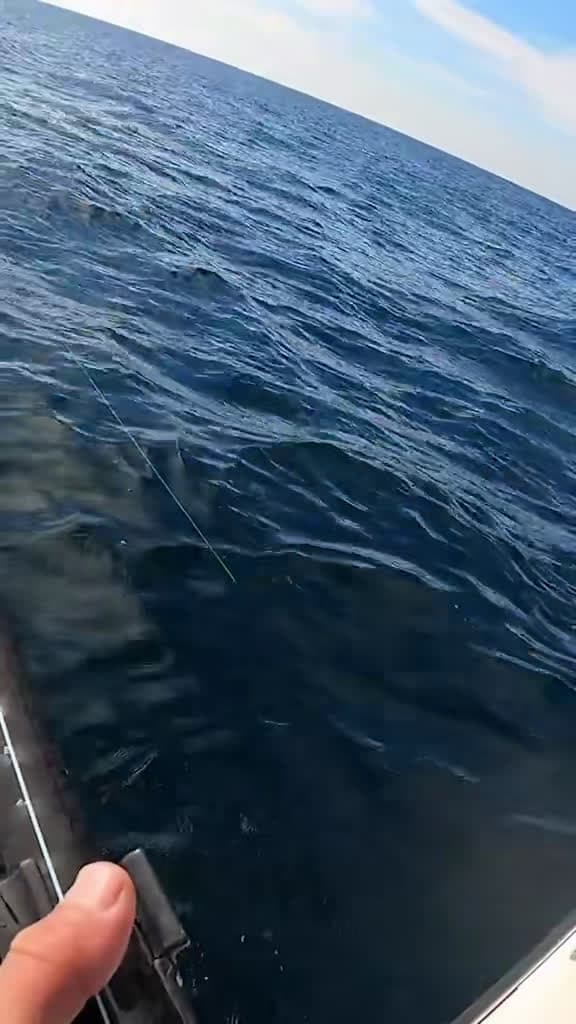 cover for Unbelievable catch of a lifetime! 🎣 Is this the rarest fish ever? #FishingLife #RareCatch #EpicCatch