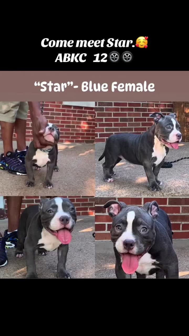 cover for Come meet Star.🥰12🛞🛞                                                                        #Come #Meet #Star #americanbully #missouri