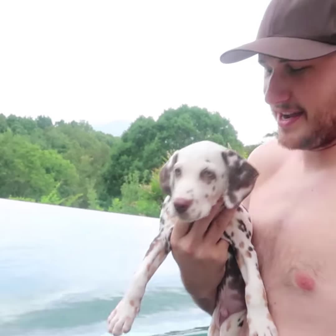 cover for Puppy Dalmatian First Time Swimming