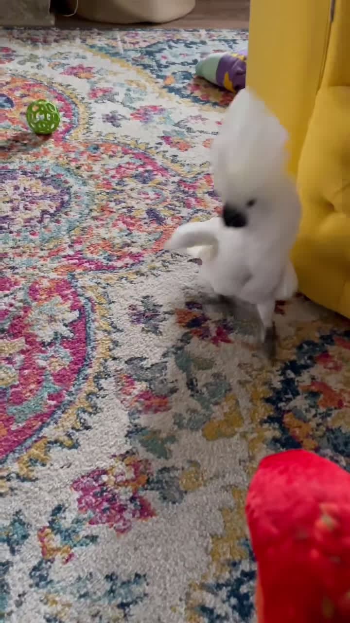 cover for She loves it when we talk about her 🤣 #casperthetoo #parrotsoftiktok #cockatoosoftiktok