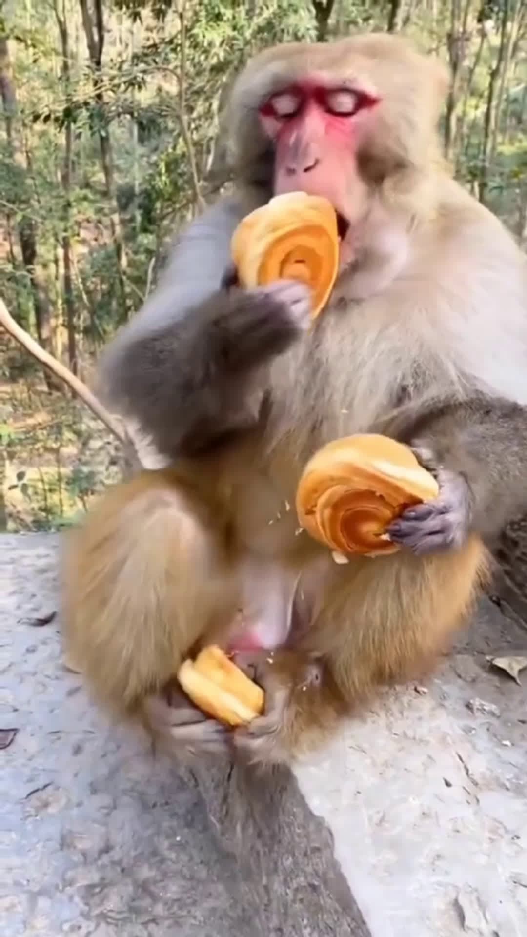 cover for Funny monkey! Is over or not. #funnyvideo #monkey #haha #foryou  