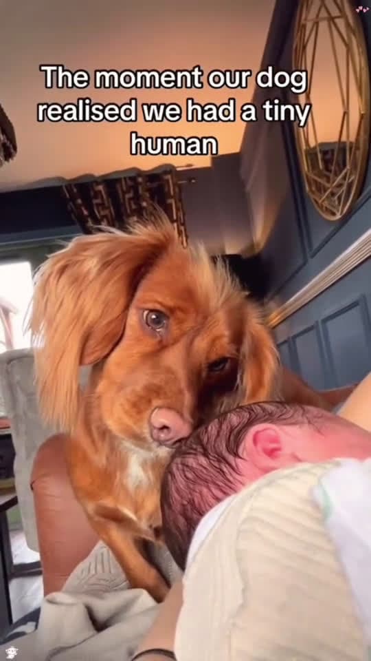 cover for Dogs love children dog Love baby dogtiktok fyp 42590 #ilovescoopz