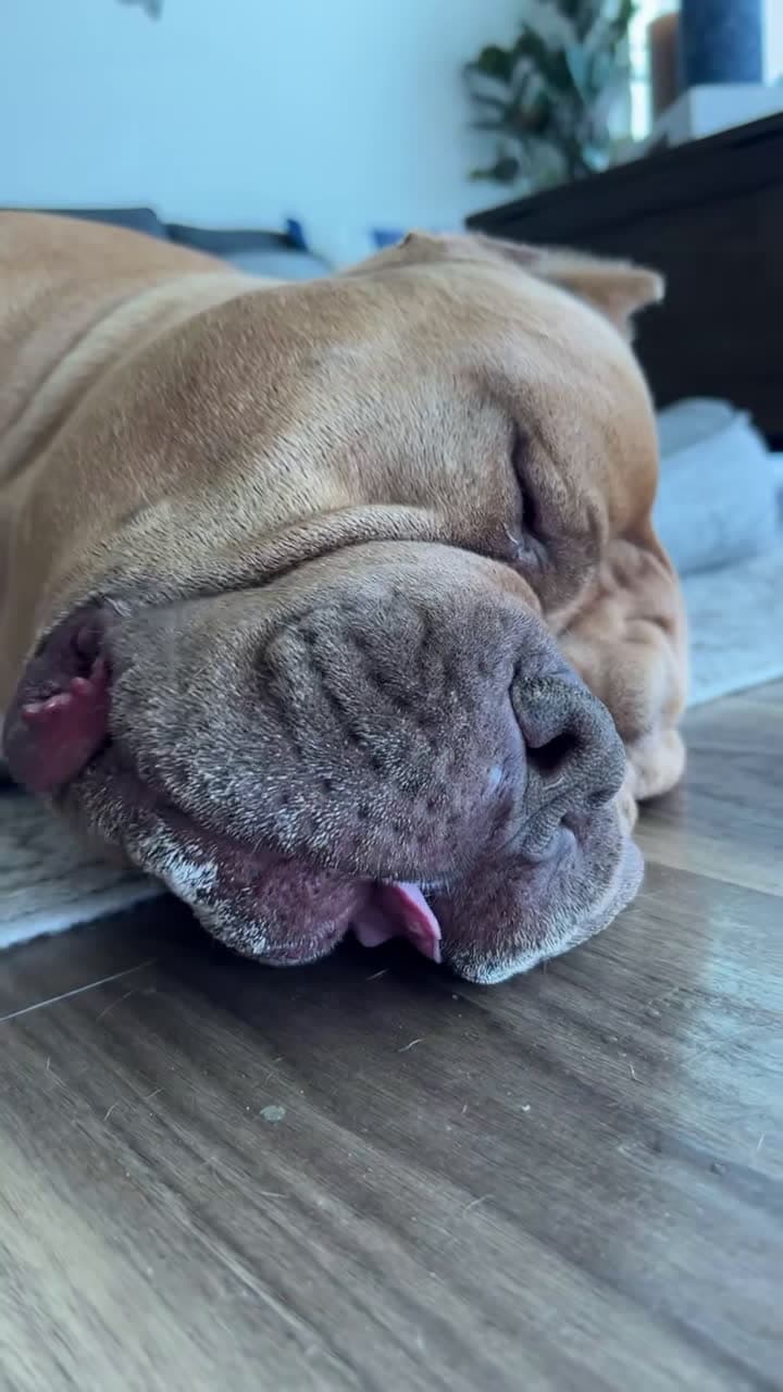 cover for #dogsofttiktok #pitbull #doglife #pitbullsoftiktok #dog #pitbulls #vi...