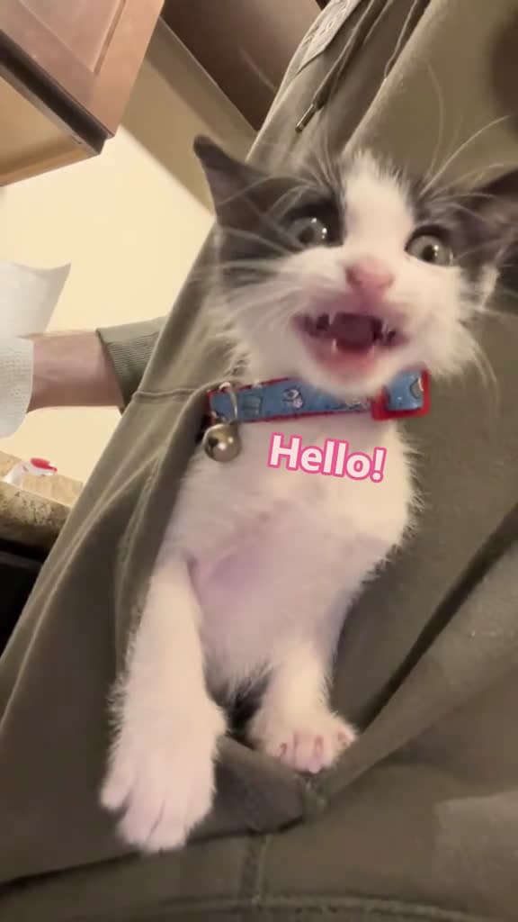 cover for Cat hello cat cats catlover catsoftiktok kitten fyp 57774 #us