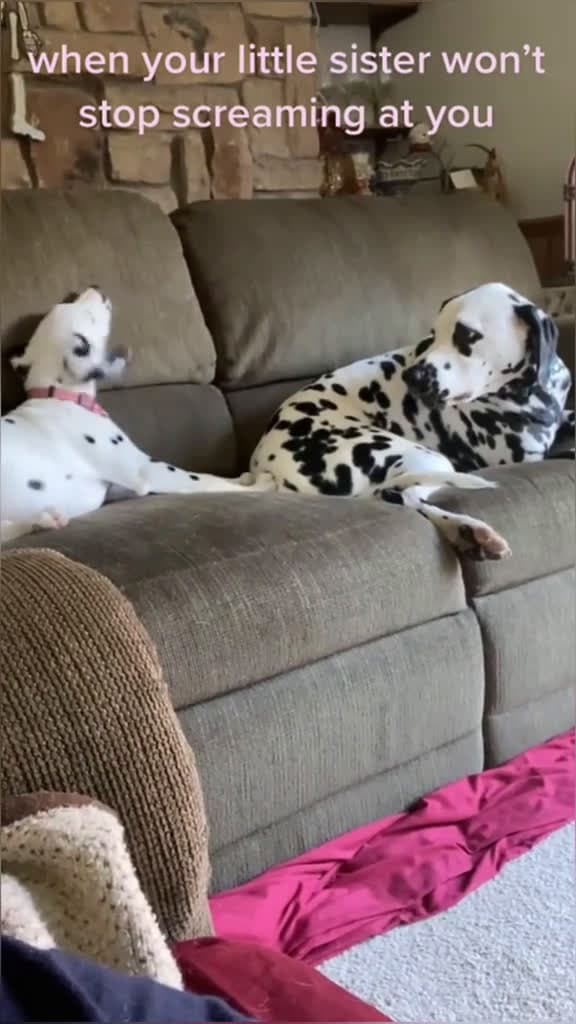 cover for Two dogs #foryou #tiktok #usa🇺🇸 #dogsoftiktok #fypシ゚viral #dog #funnyvideos  created by 101 with 101’s original sound