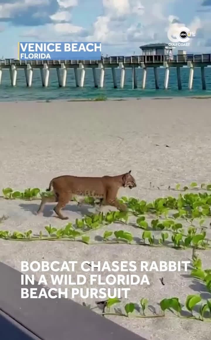 cover for Never seen a bobcat or rabbit at the beach—born and raised here! 🐾🏖️ #NatureSurprise #BeachLife #Wildlife