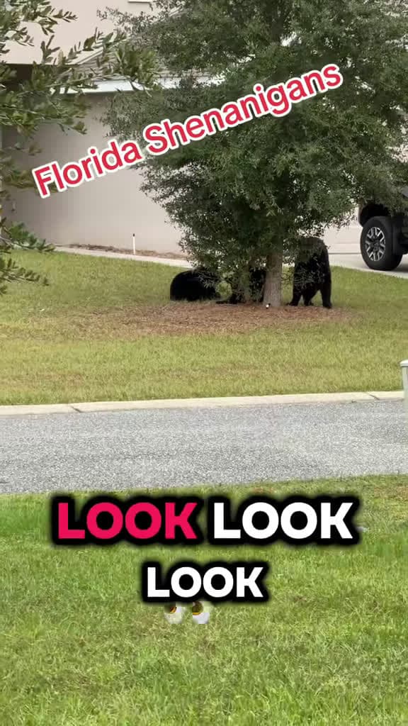 cover for Only in Florida—expect the unexpected! 🐻🤣 #FloridaLife #WildNeighbors