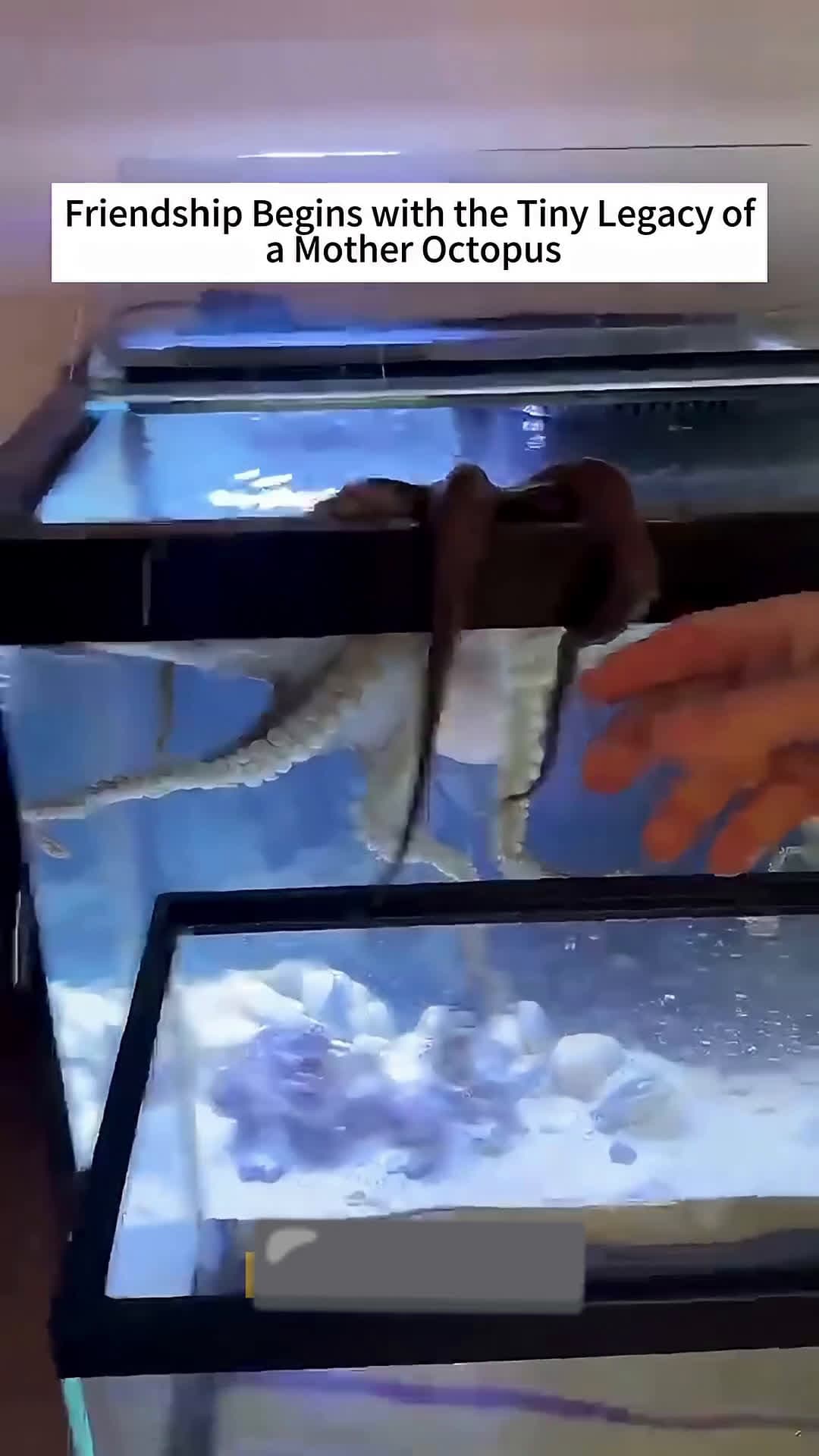 cover for The Friendship Between a Man and the Baby of a Mother Octopus #scoopzanimalvideo 
