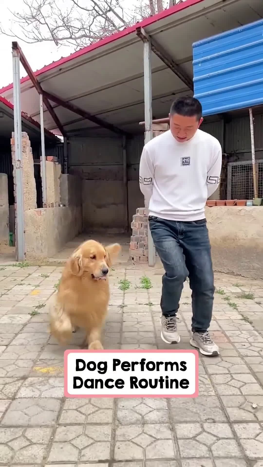 cover for Talented Golden Retriever Knows How To Dance