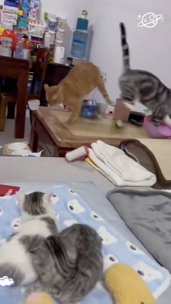 cover for Cats on a destruction spree! 🐾 Watch the chaos unfold. #funnycat #catlover #catsoftiktok
